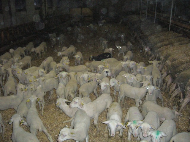 La naissance des agneaux