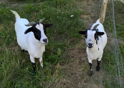 Les chèvres naines
